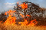 Пал сухой травы явился причиной 235 пожаров
